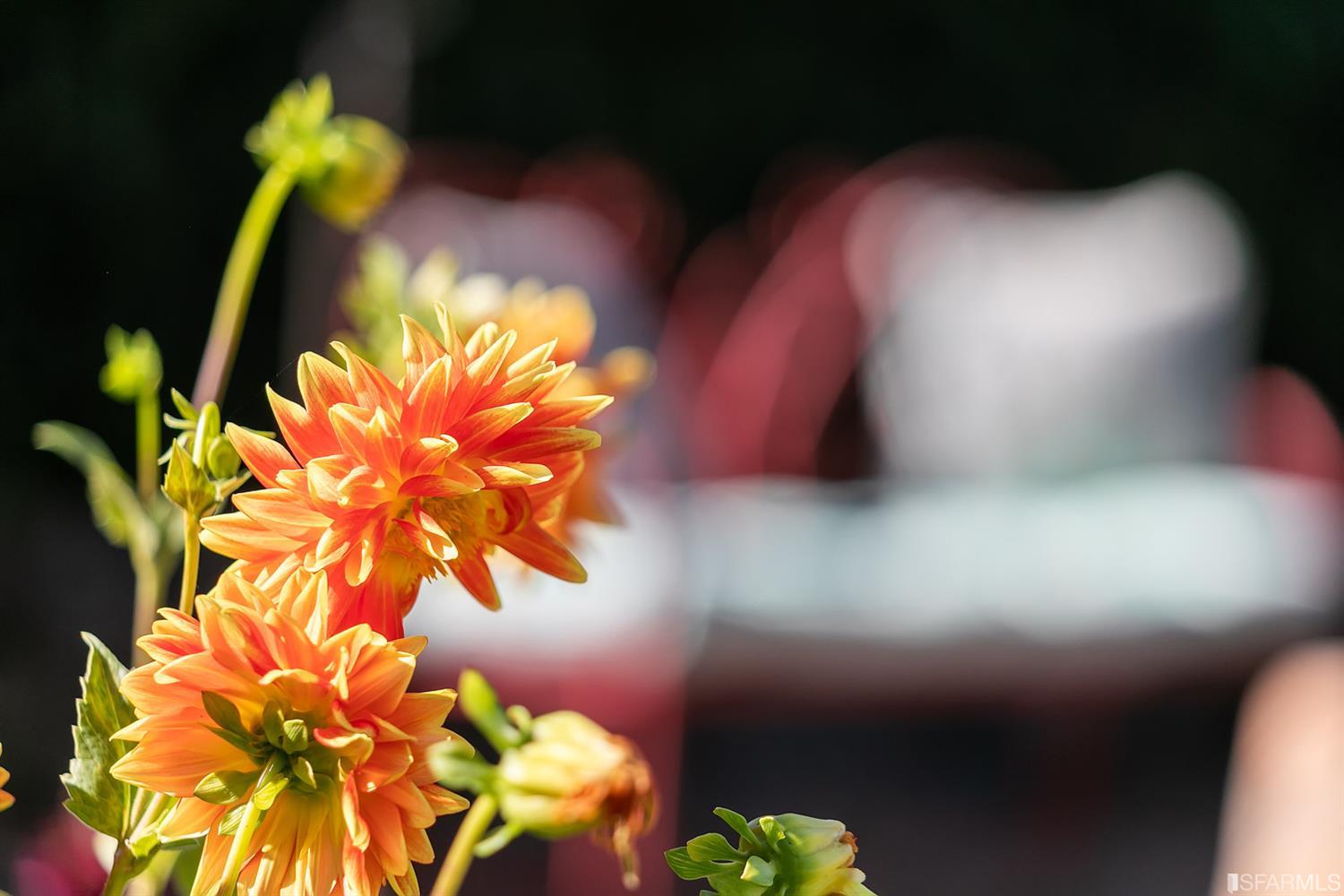 165 Brookwood Road Woodside, CA 94062 - Photo 73 of 77