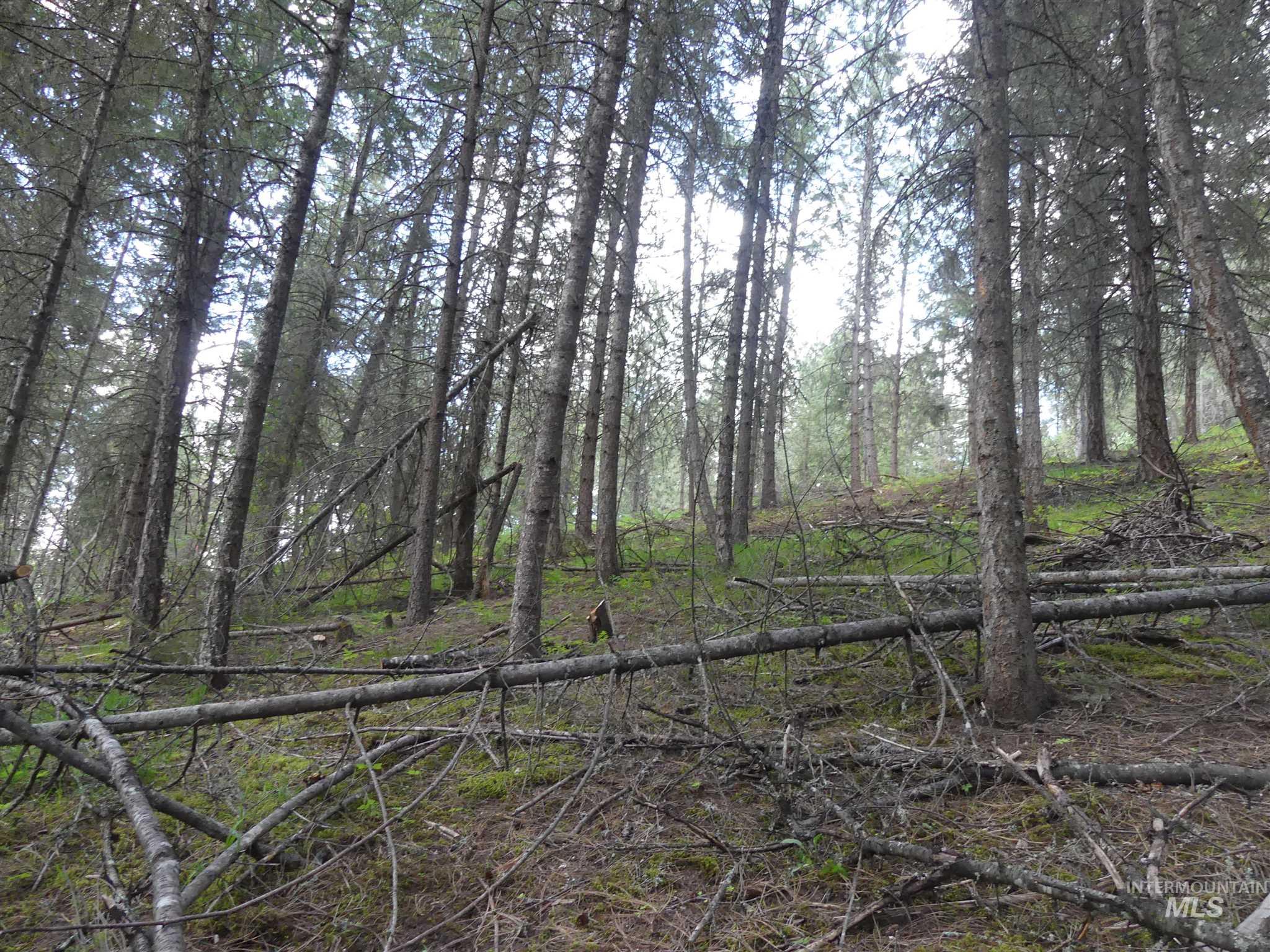 22743 Old Melrose Grade Road Peck, ID 83545 - Photo 12 of 45