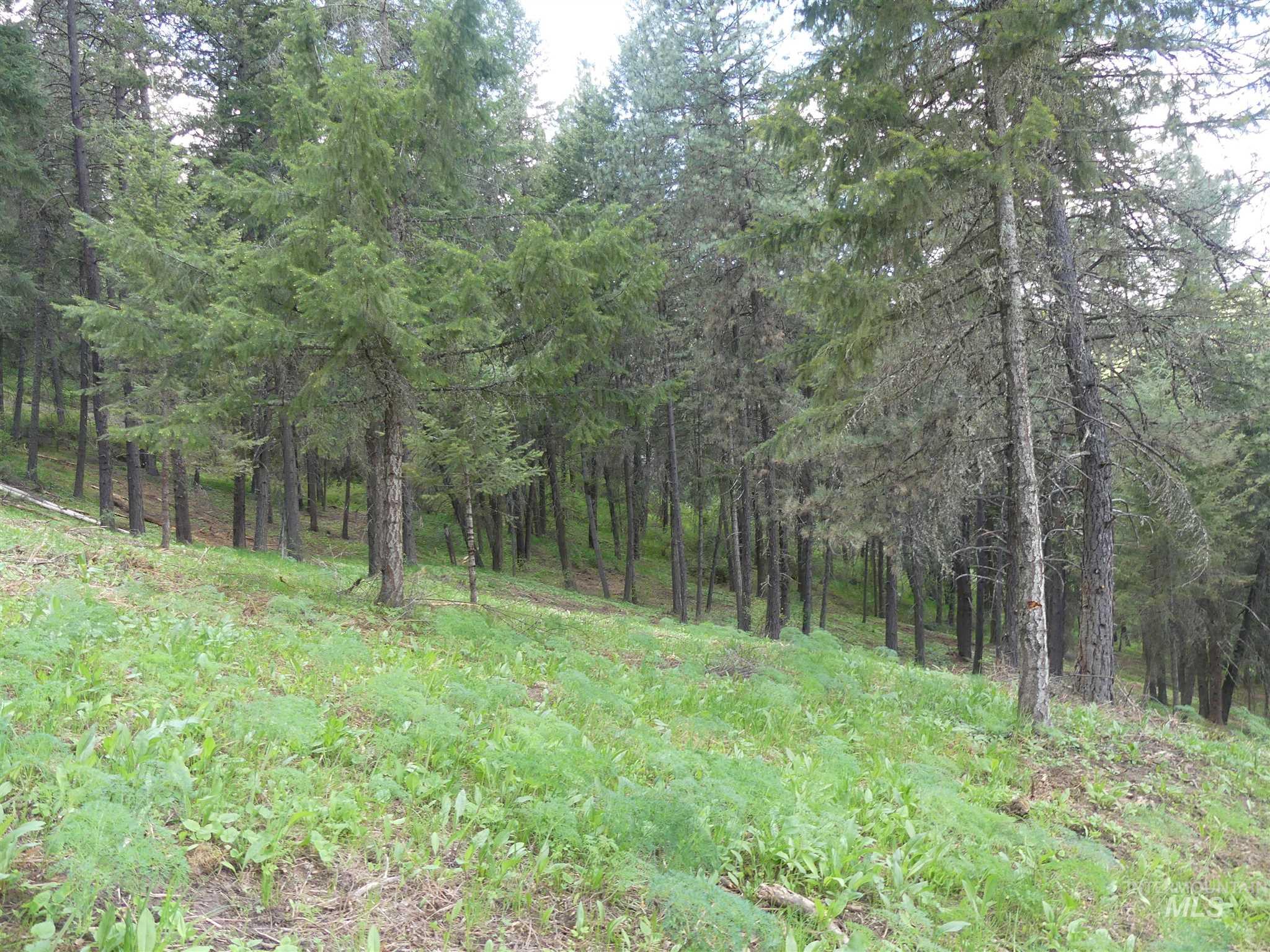 22743 Old Melrose Grade Road Peck, ID 83545 - Photo 31 of 45