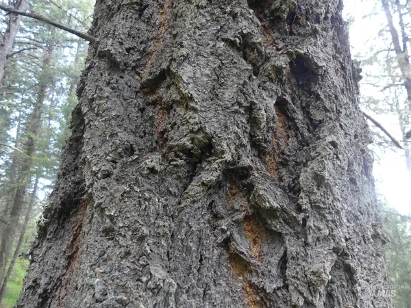 $250,000 | 22743 Old Melrose Grade Road, Peck, ID 83545