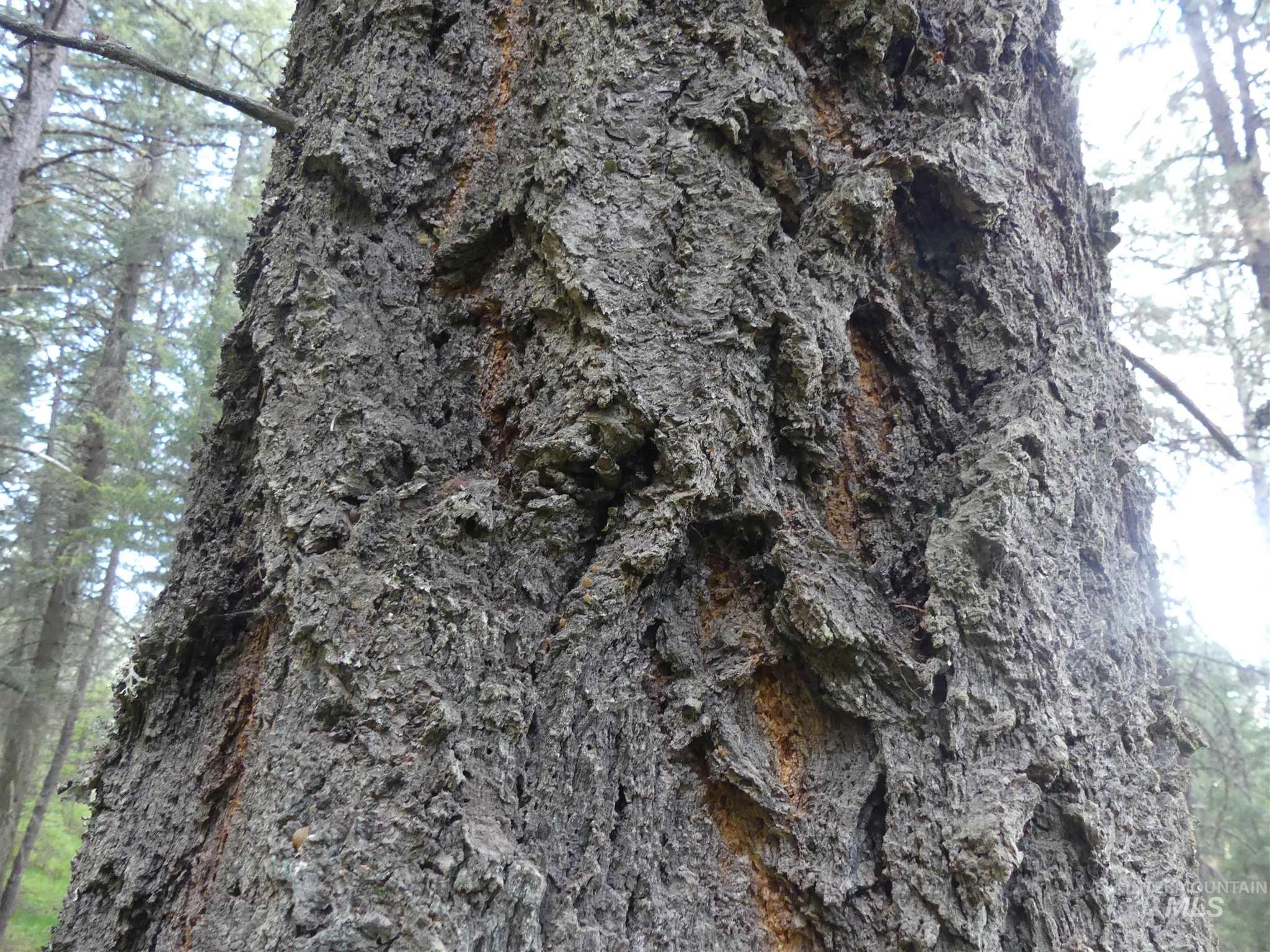 22743 Old Melrose Grade Road Peck, ID 83545 - Photo 38 of 45