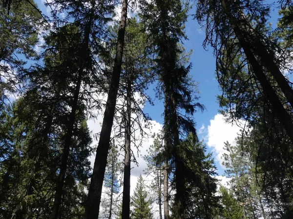 $250,000 | 22743 Old Melrose Grade Road, Peck, ID 83545