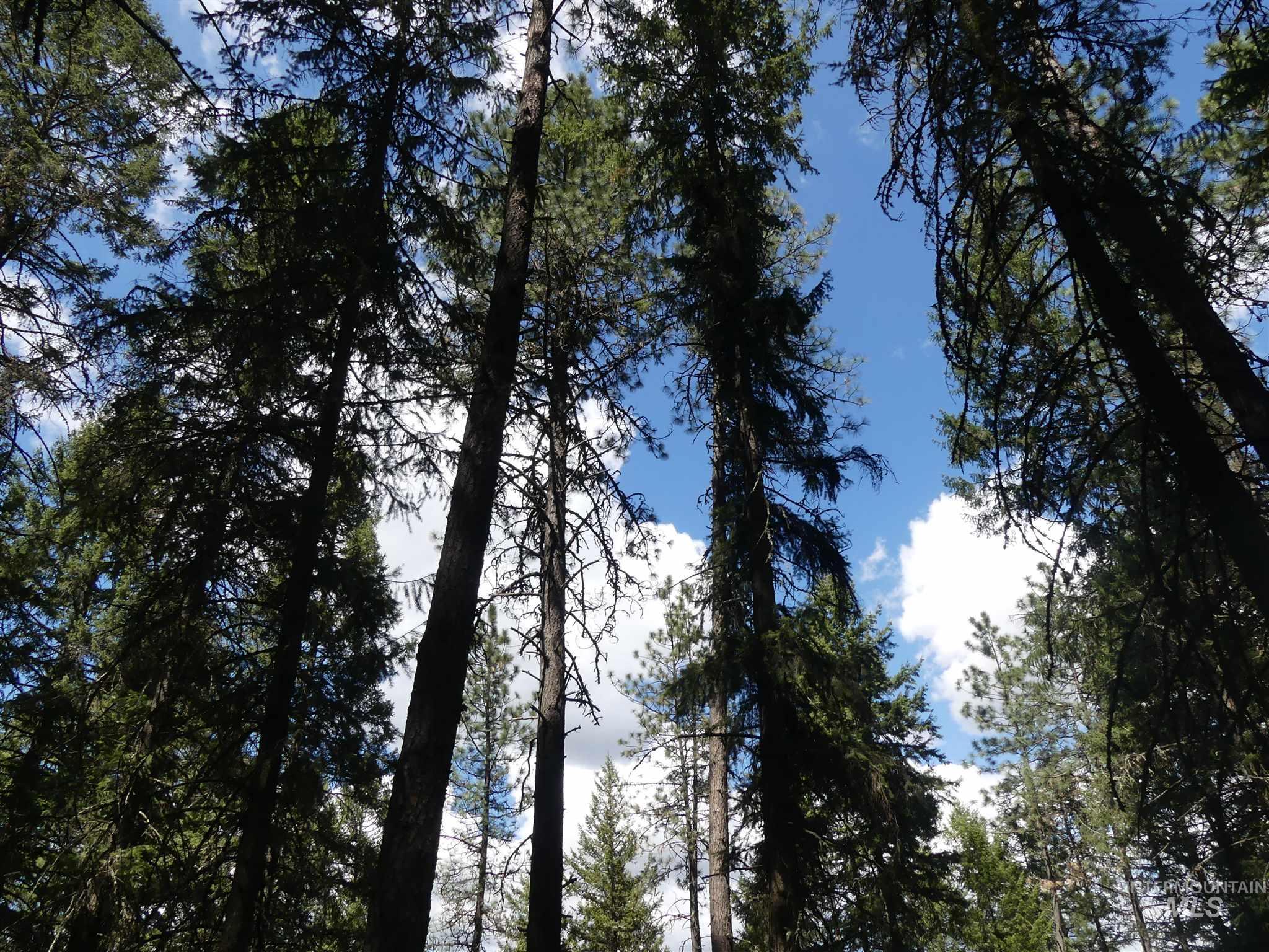 22743 Old Melrose Grade Road Peck, ID 83545 - Photo 43 of 45