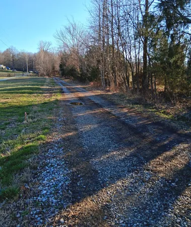 a view of a yard with a large trees