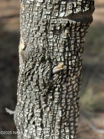 $210,000 | 28 Escalante, Williams, AZ 86046