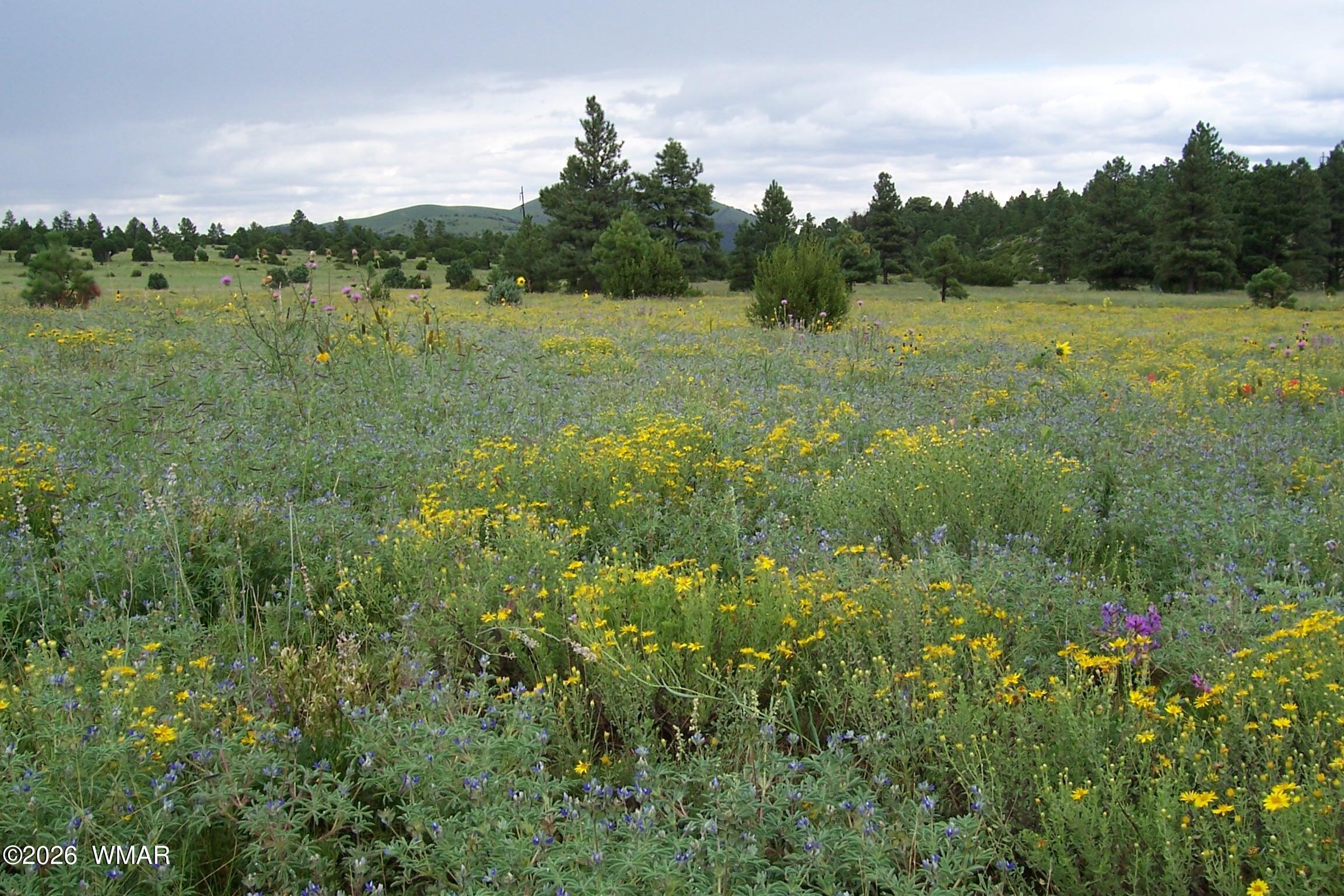 Lot 5 Red Cabin Ranch, Unit II Vernon, AZ 85940 - Photo 2 of 12 Ranch-Farm002