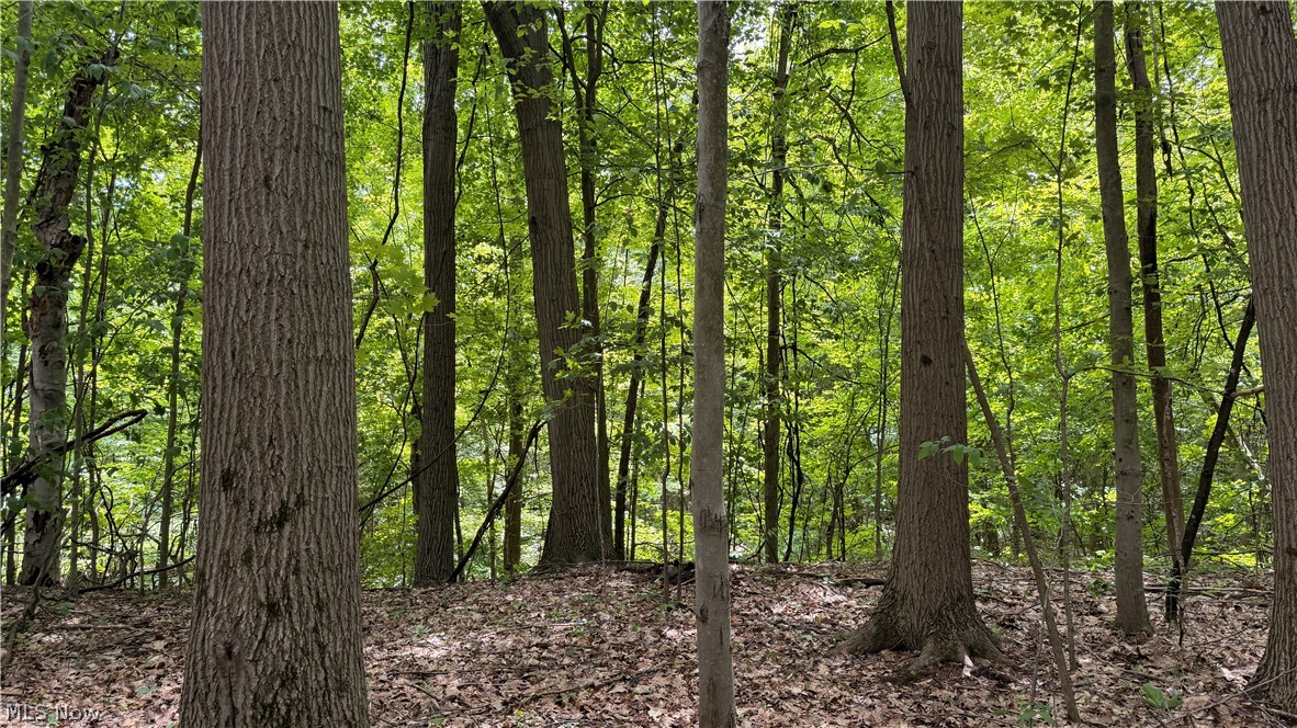 Crosby Cook Road Rome, OH 44085 - Photo 18 of 48 Wooded lot featuring mature trees and natural ground cover