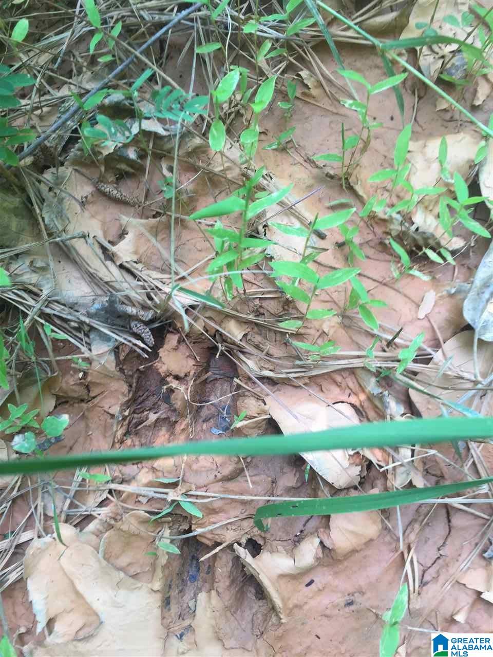 0 Rendalia Motorway, Unit 29 ACRES Talladega, AL 35160 - Photo 13 of 21