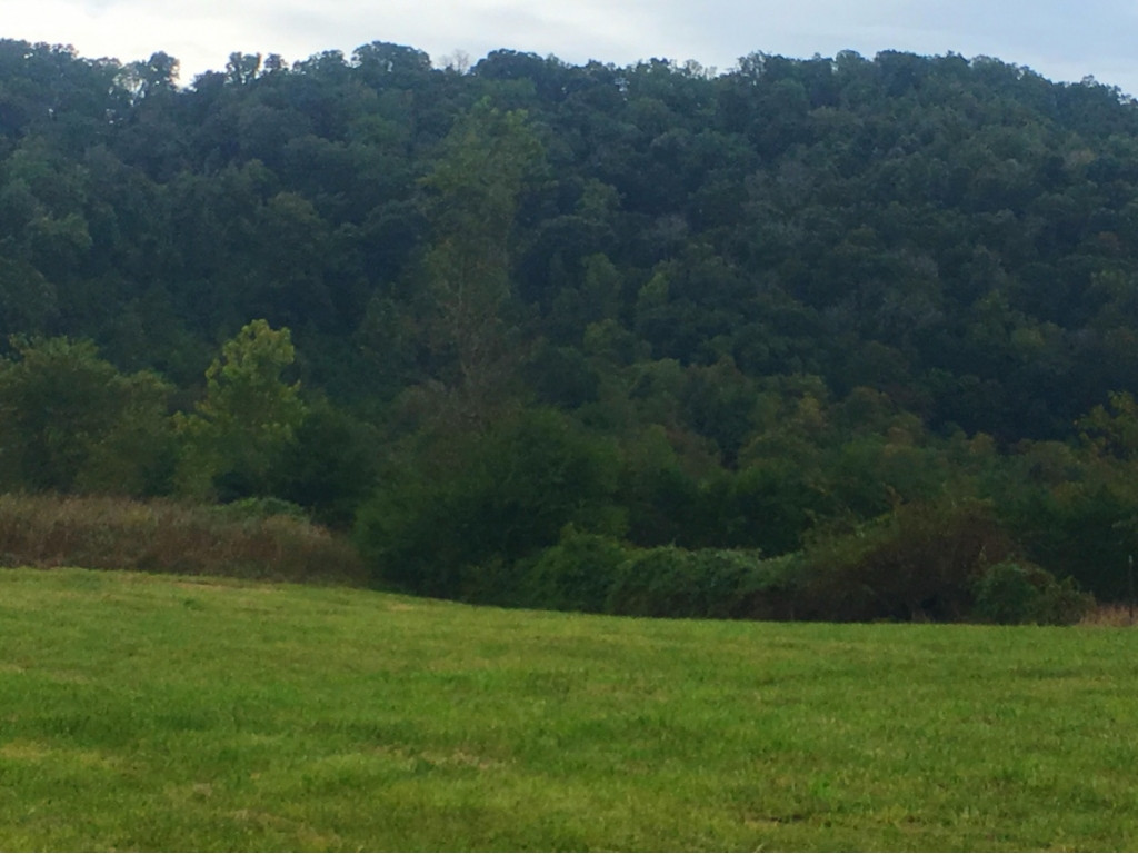 0 Shephards Chapel Road Rogersville, TN 37857 - Photo 6 of 8 Photo 7