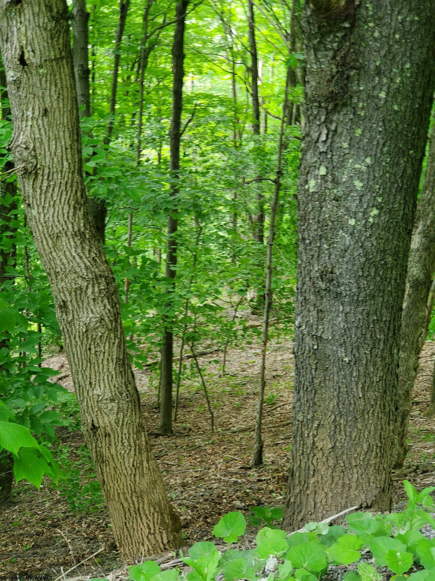 32 Mountainside Road Davis, WV 26260 - Photo 8 of 15 Gallery Image 8