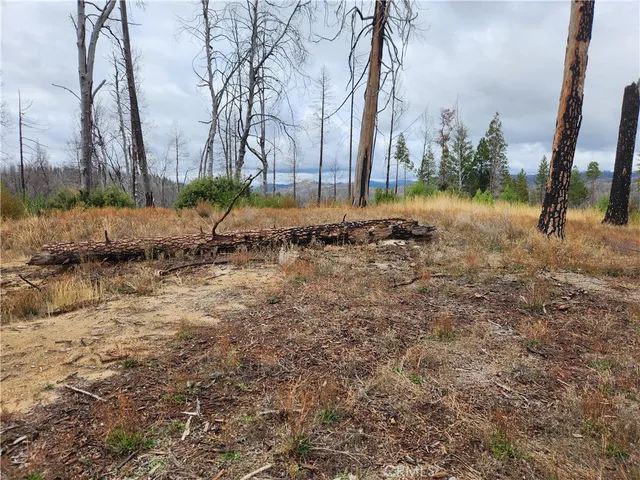 a view of a yard with a tree