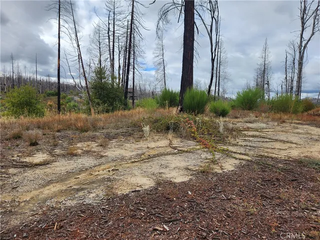 a view of a yard with palm trees