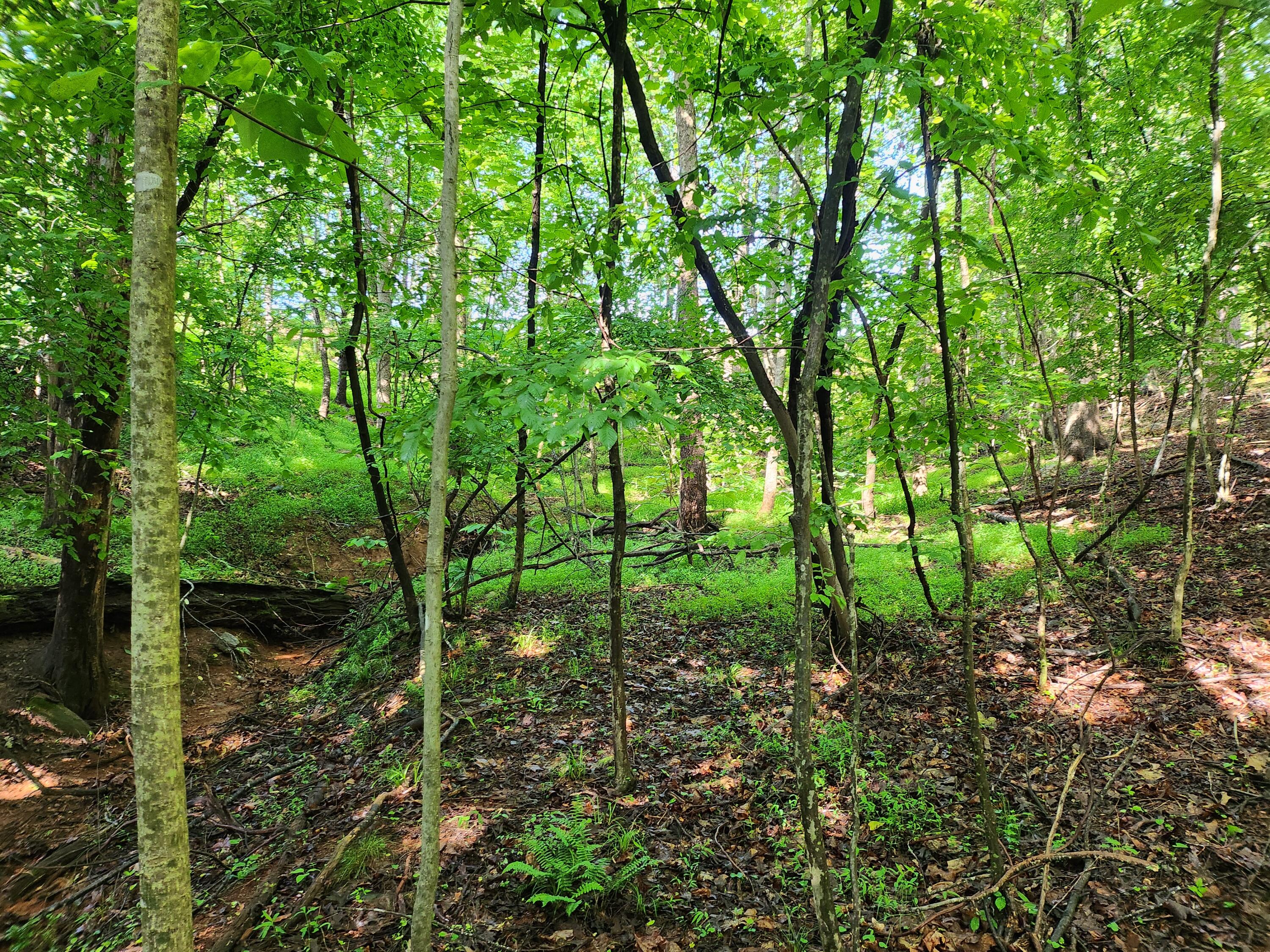 Lot 31 Forest Shores Road Wirtz, VA 24184 - Photo 3 of 8 1000003363