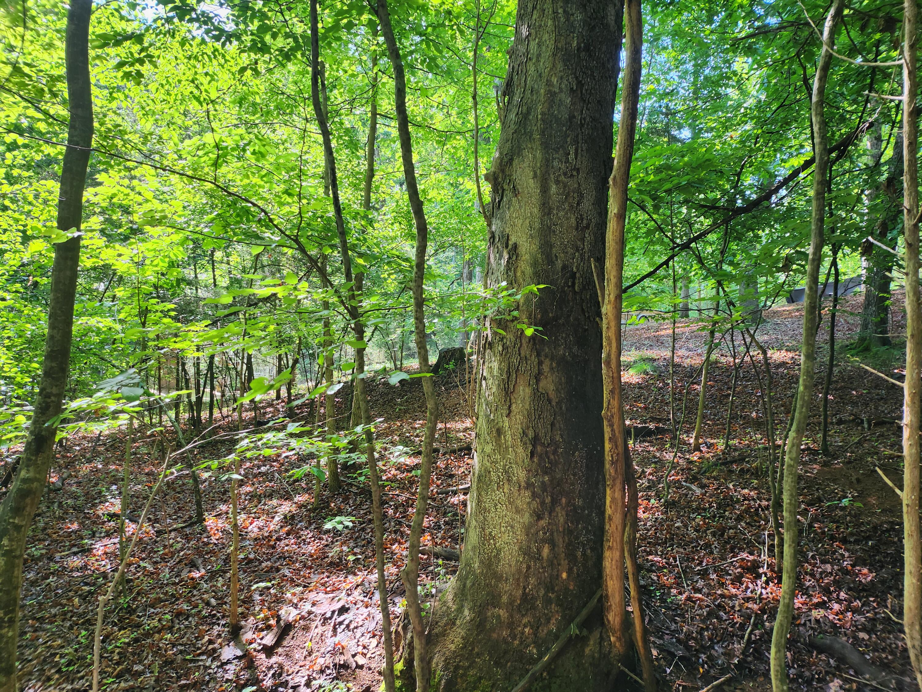 Lot 31 Forest Shores Road Wirtz, VA 24184 - Photo 4 of 8 1000003366