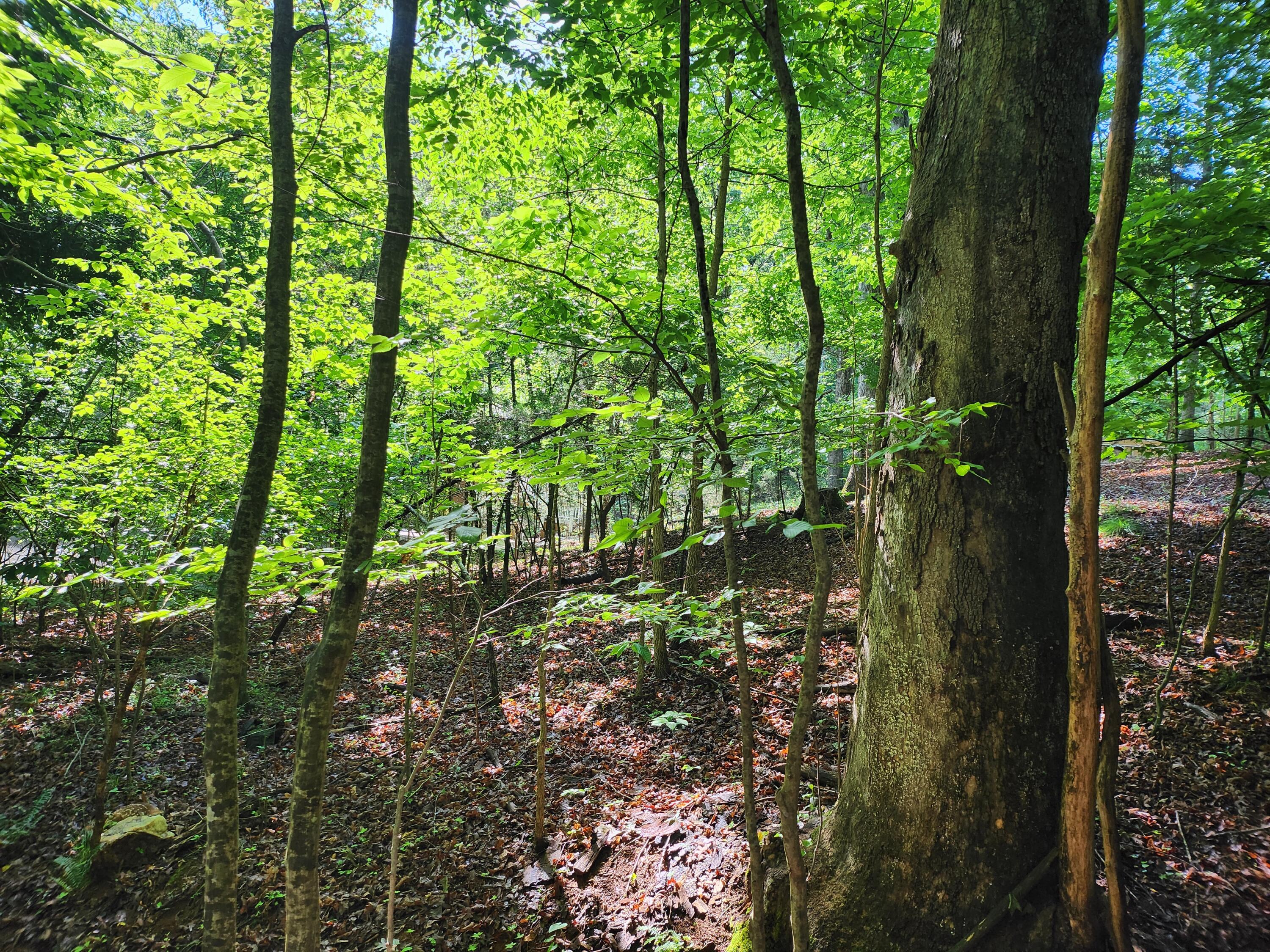 Lot 31 Forest Shores Road Wirtz, VA 24184 - Photo 5 of 8 1000003367