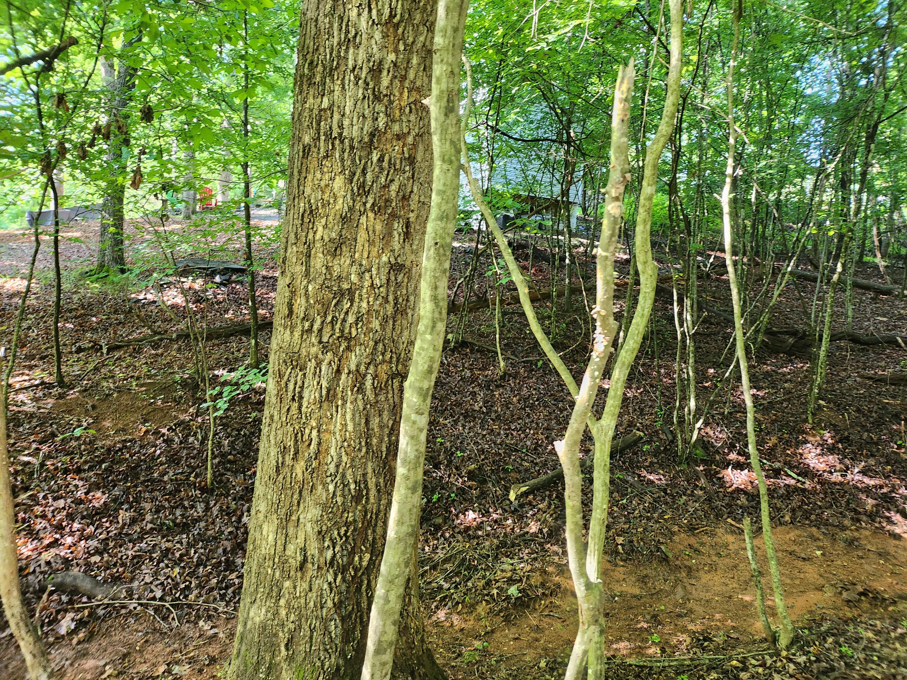 Lot 31 Forest Shores Road Wirtz, VA 24184 - Photo 6 of 8 1000003368