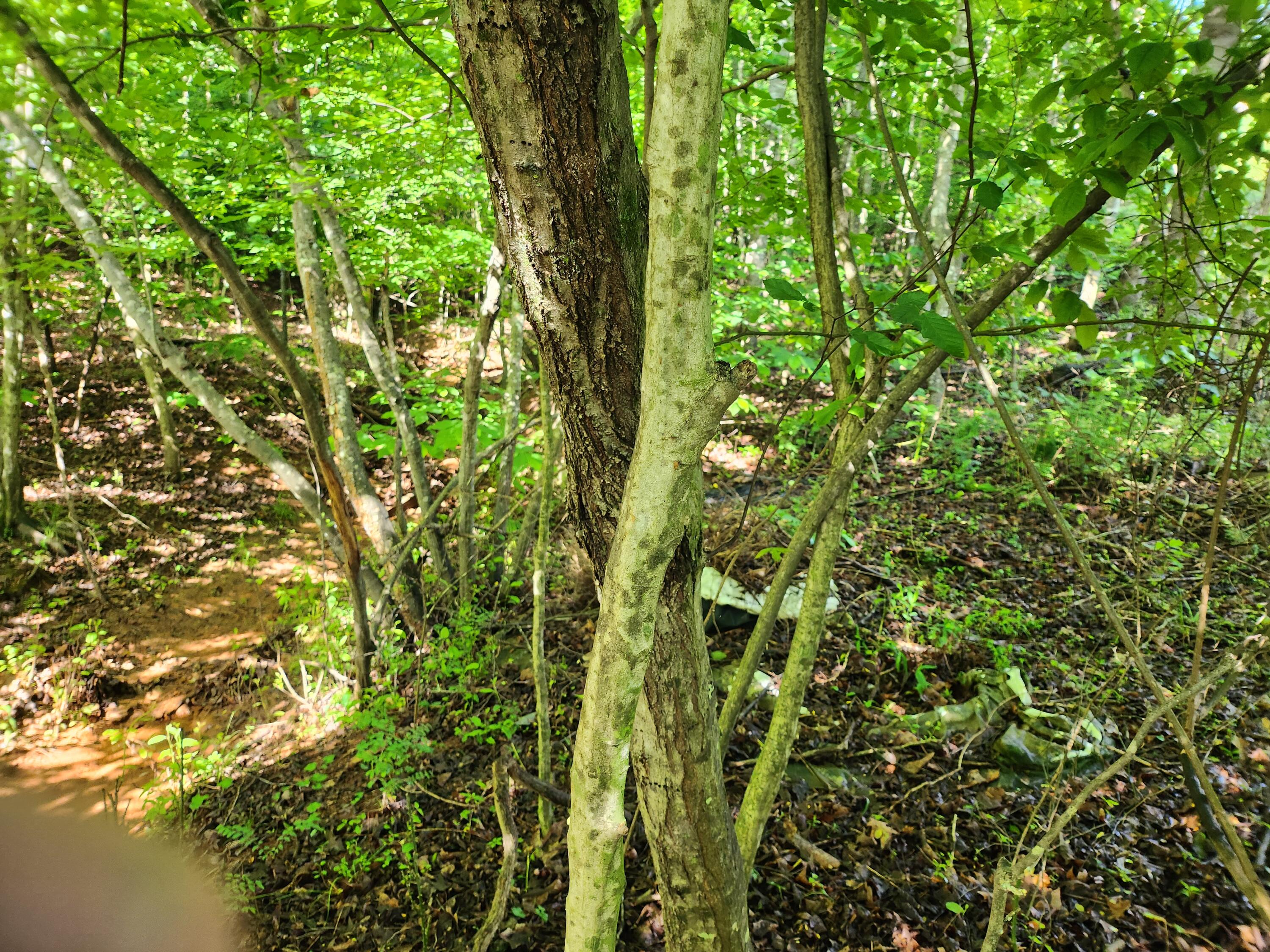 Lot 31 Forest Shores Road Wirtz, VA 24184 - Photo 8 of 8 1000003372