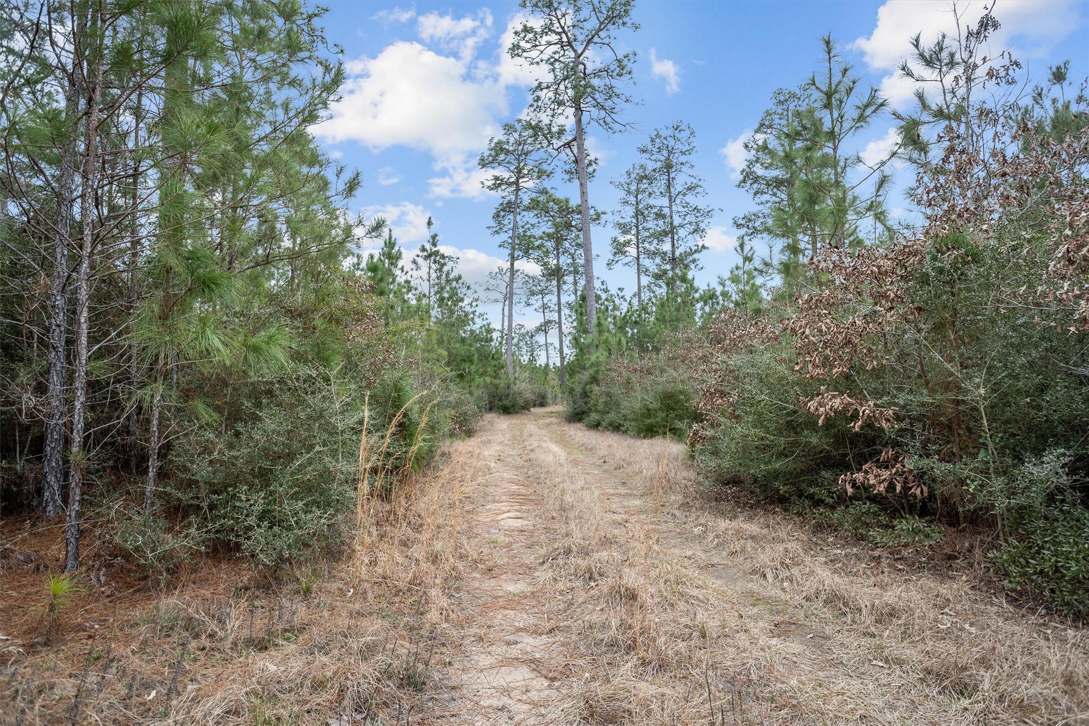9422 Farm To Market 62 Corrigan, TX 75939 - Photo 11 of 30 a view of a forest with trees in the background