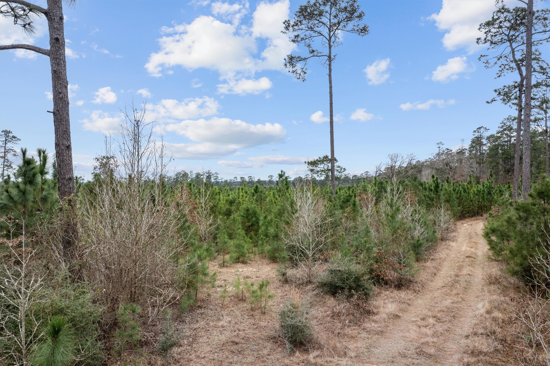 9422 Farm To Market 62 Corrigan, TX 75939 - Photo 12 of 30 a view of a city with lush green forest