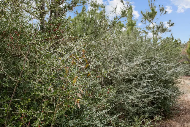 a view of a field with an ocean