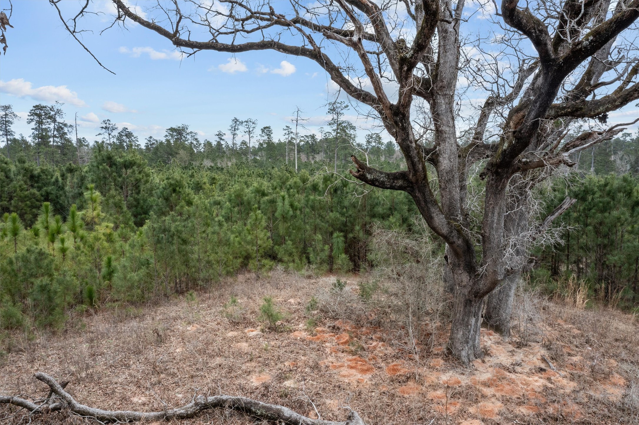 9422 Farm To Market 62 Corrigan, TX 75939 - Photo 14 of 30 a view of a forest filled with trees