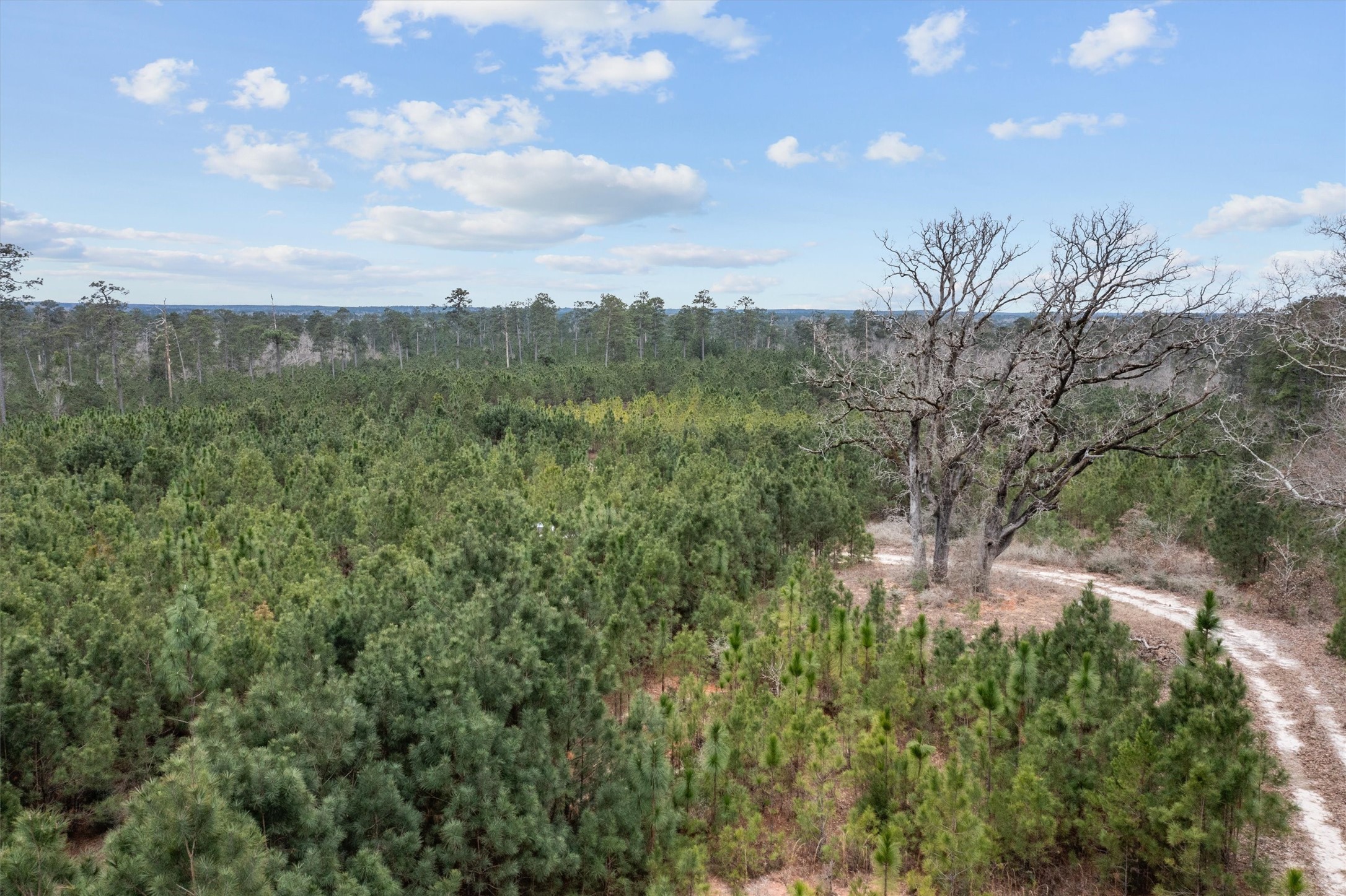 9422 Farm To Market 62 Corrigan, TX 75939 - Photo 19 of 30 a view of a city with lush green forest