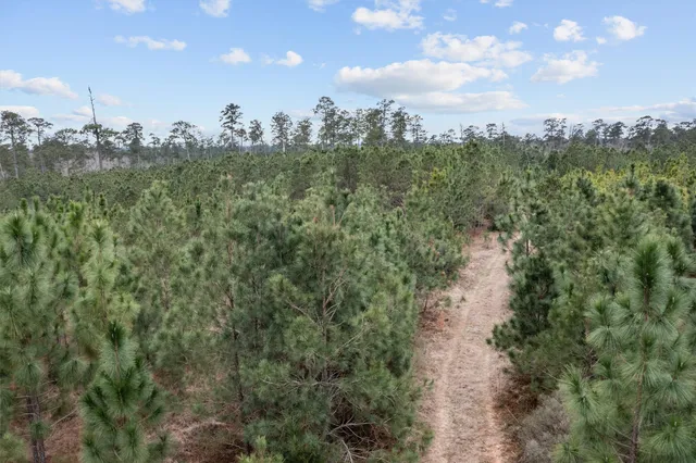 a view of a city with lush green forest