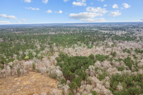 a view of a forest with trees