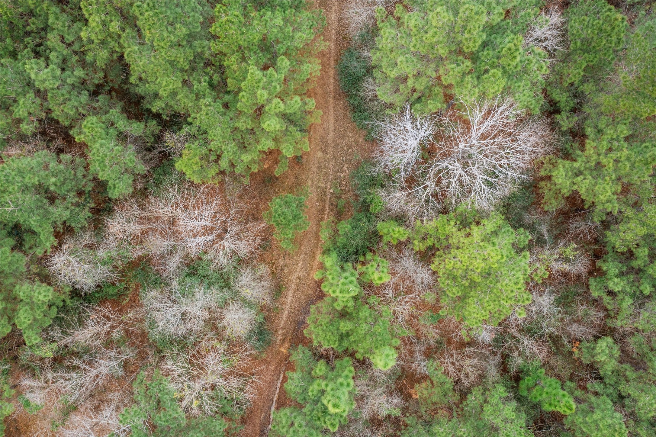 9422 Farm To Market 62 Corrigan, TX 75939 - Photo 25 of 30 a view of a forest with trees