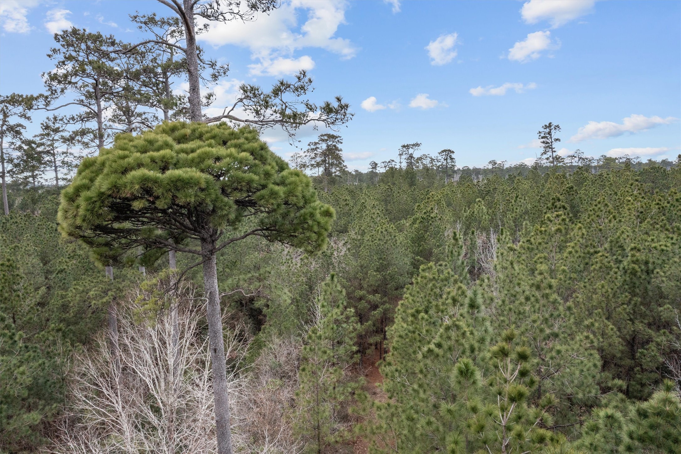 9422 Farm To Market 62 Corrigan, TX 75939 - Photo 26 of 30 a view of a bunch of trees