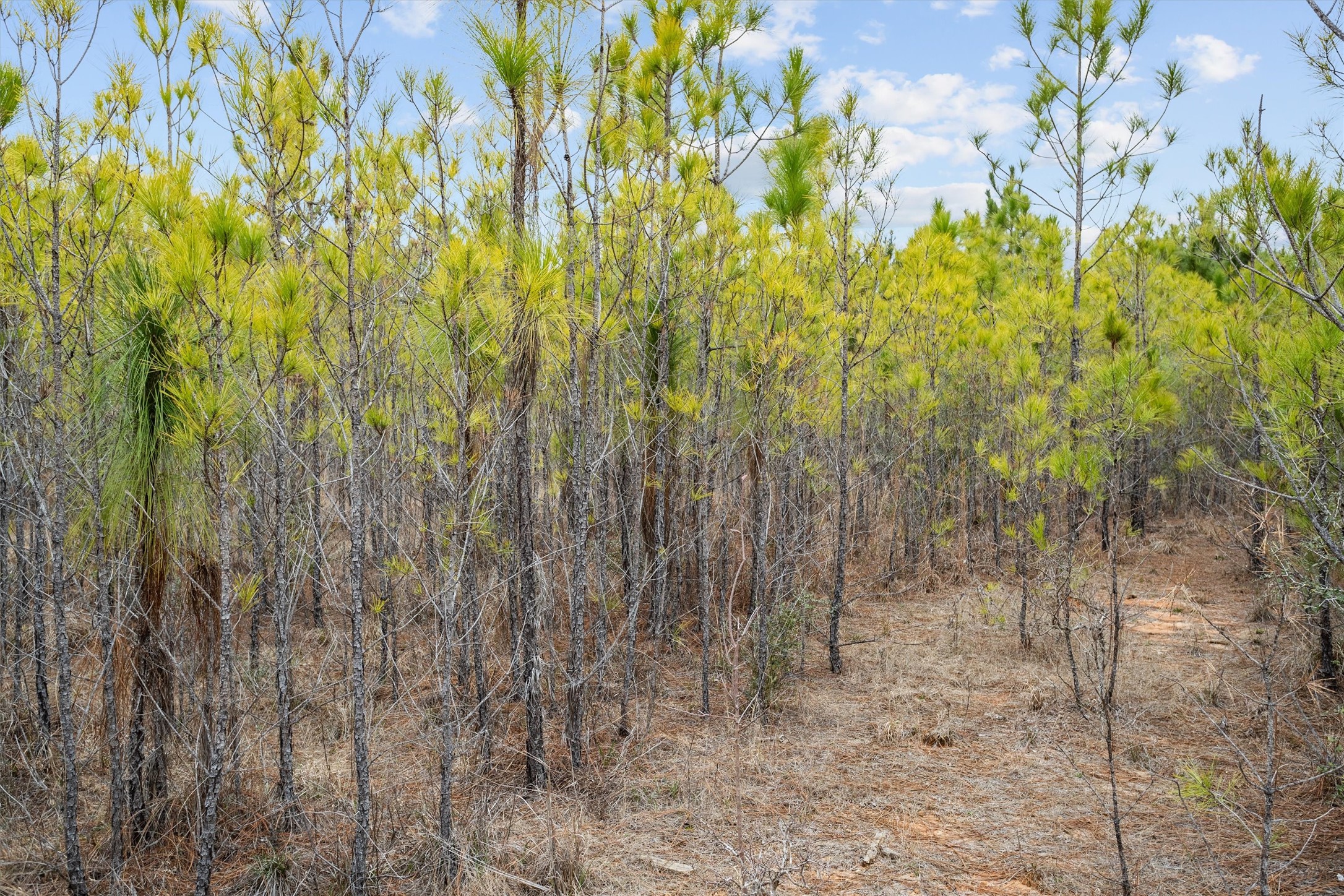 9422 Farm To Market 62 Corrigan, TX 75939 - Photo 5 of 30 a view of small yard