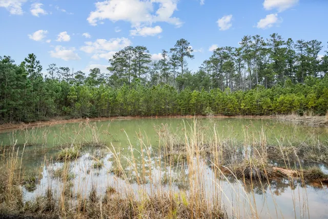 a view of a green field with lots of trees