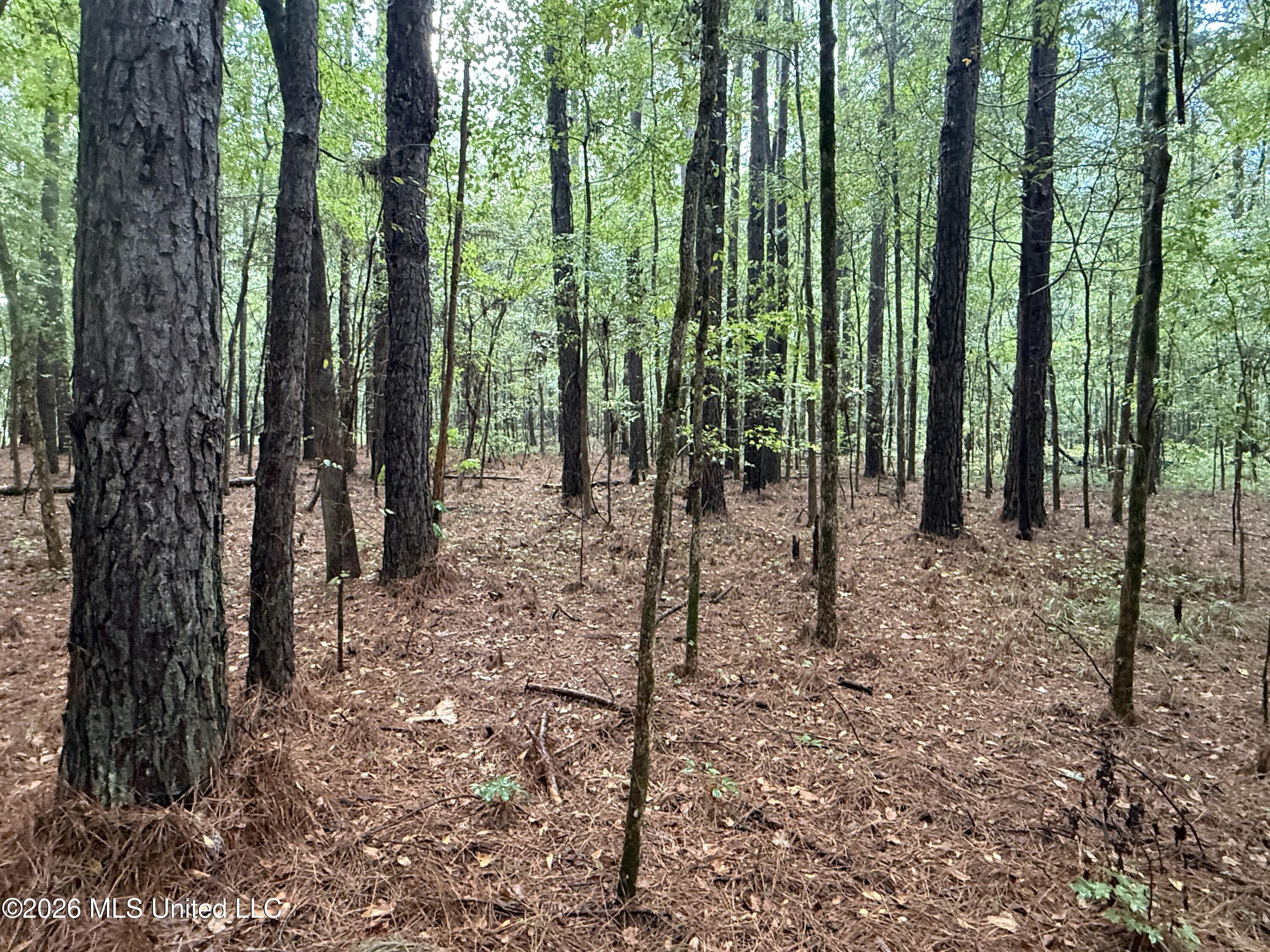 4167 County Road Sallis, MS 39160 - Photo 18 of 38 IMG_8963