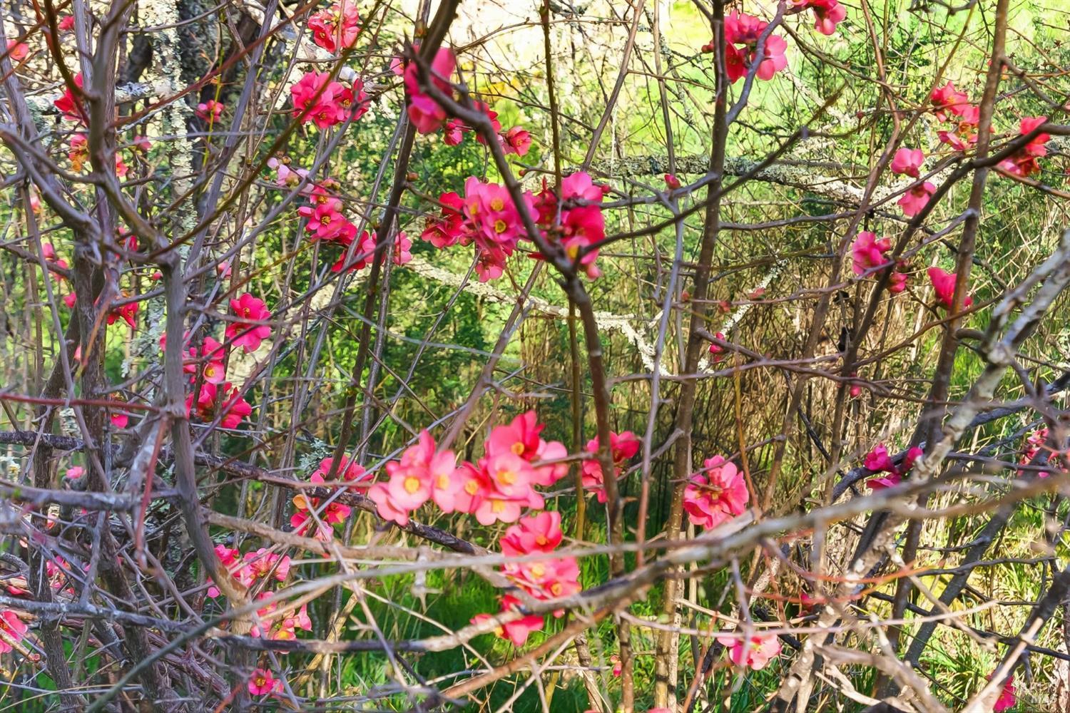 1477 Leslie Road Healdsburg, CA 95448 - Photo 23 of 40 a picture of flowers