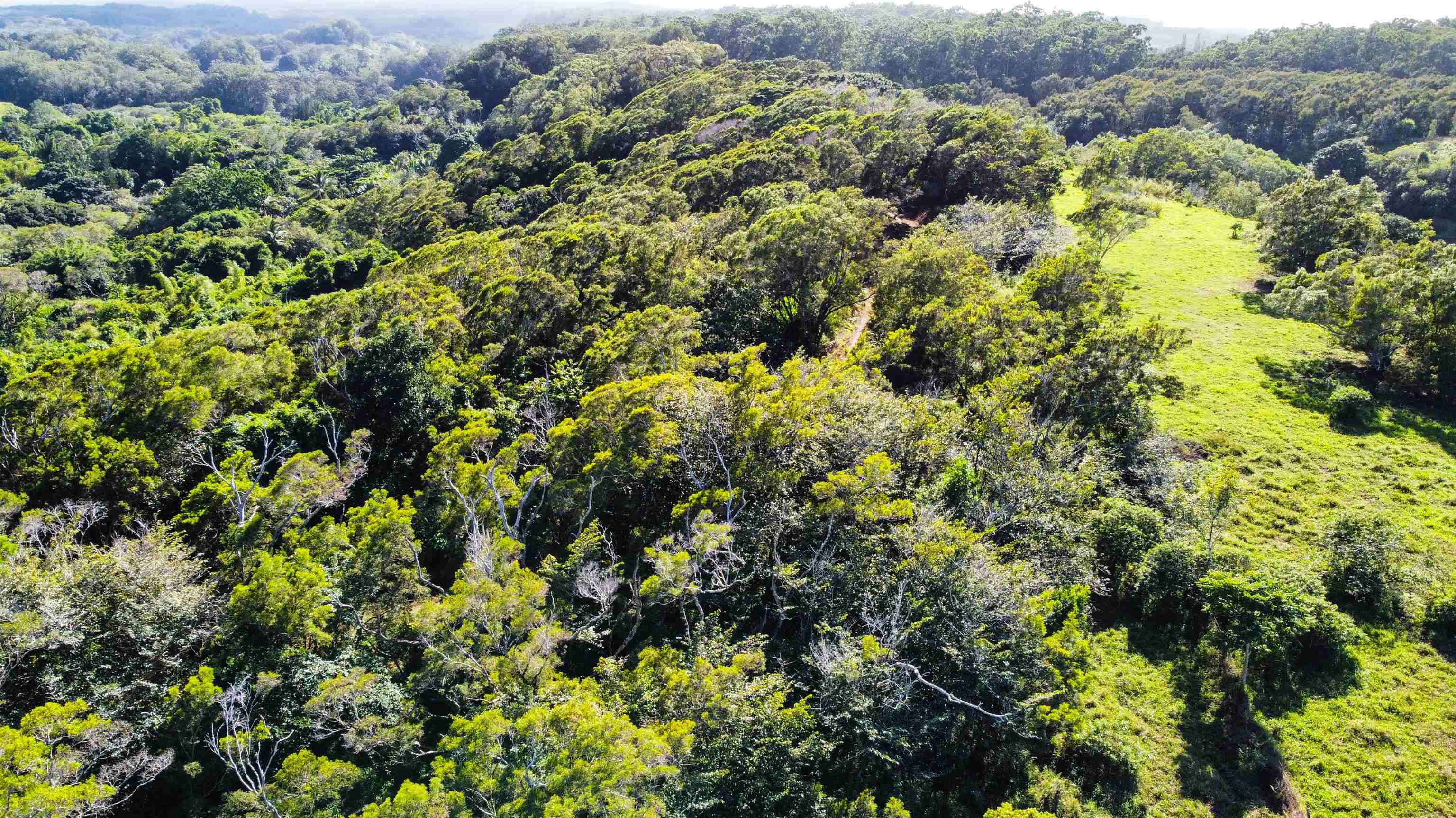 Lupi Road Haiku, HI 96708 - Photo 12 of 18 an aerial view of a houses with a lush green forest
