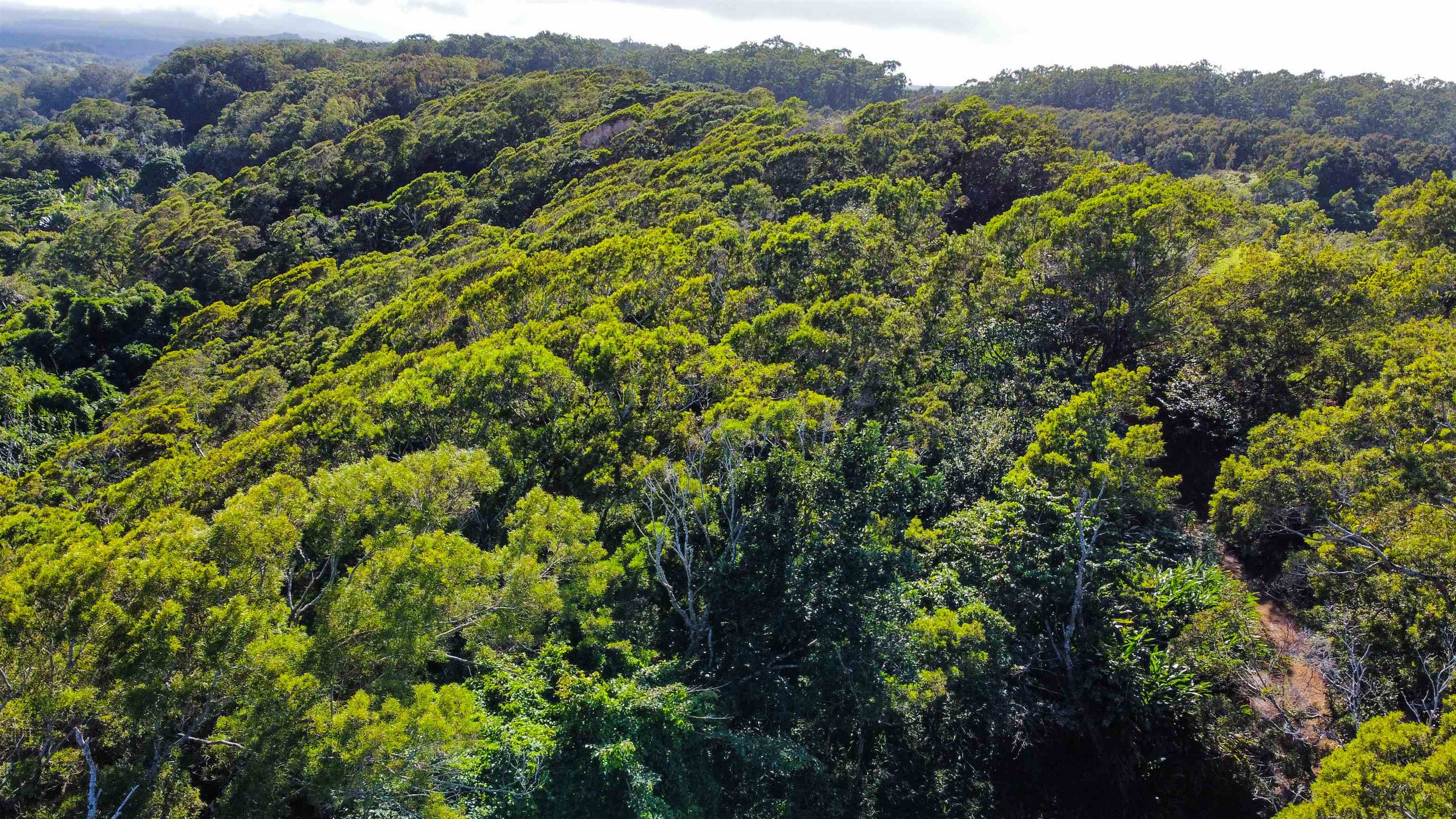 Lupi Road Haiku, HI 96708 - Photo 17 of 18 a view of a forest with a lush green forest