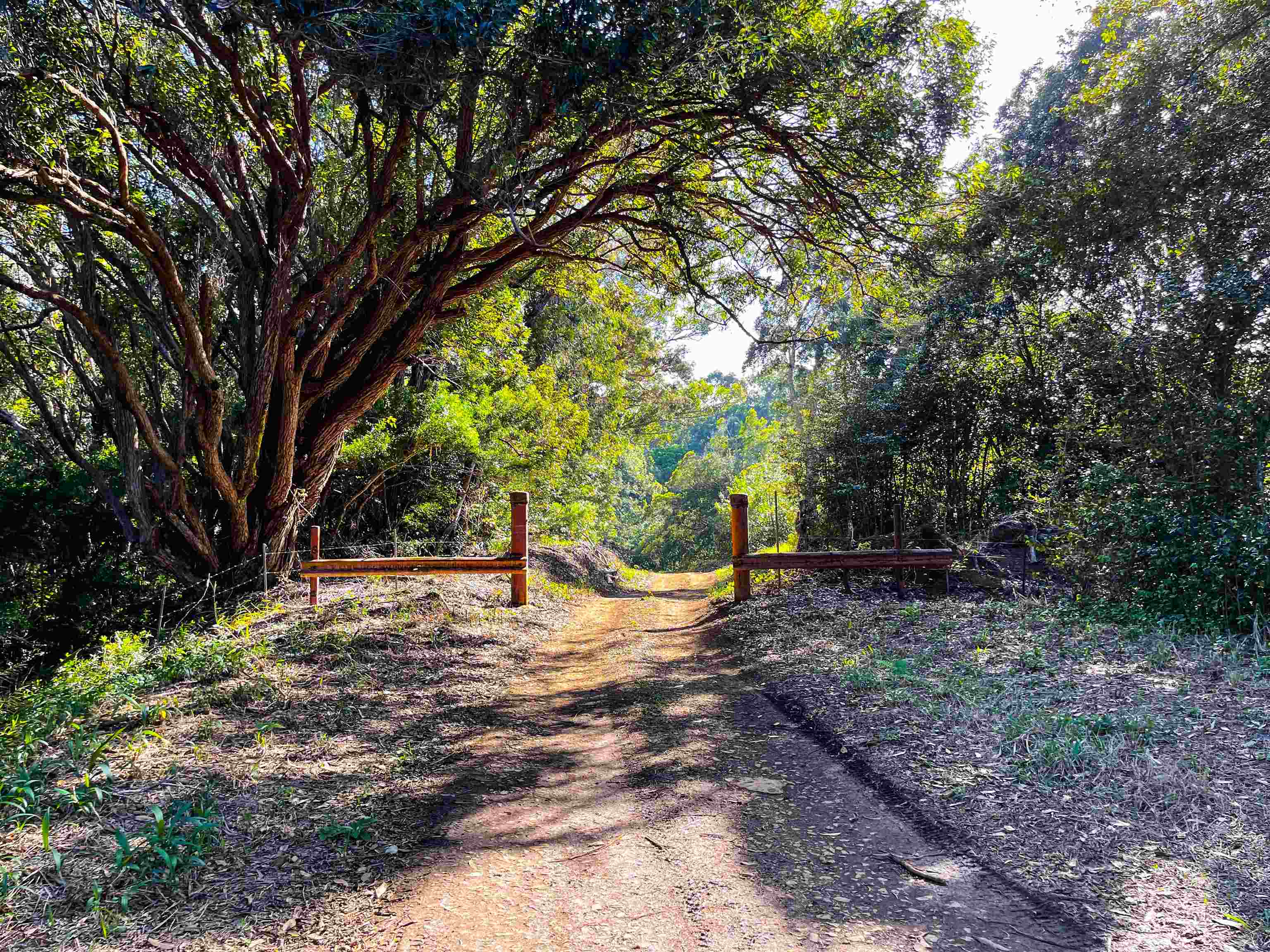 Lupi Road Haiku, HI 96708 - Photo 7 of 18 a view of a tree with a yard