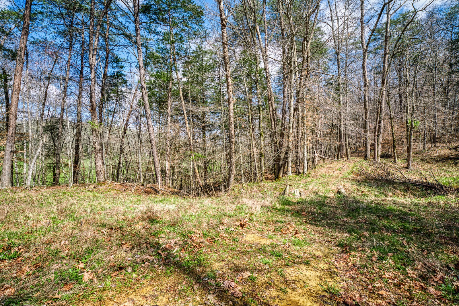 642 Campground Road Livingston, TN 38570 - Photo 38 of 49 a view of yard with trees