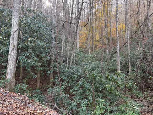 a view of a forest with a yard