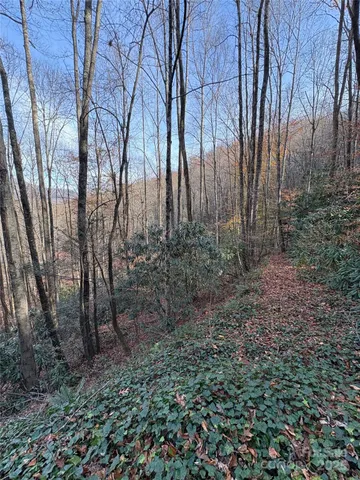 a view of a yard with lots of bushes