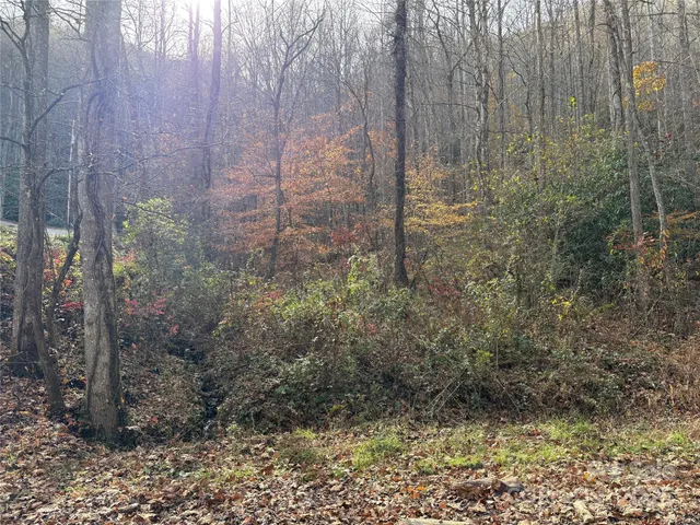 a view of a large tree