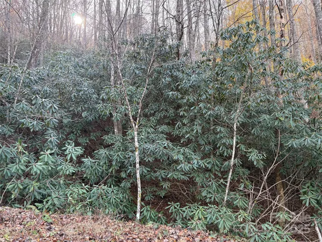a view of a forest with lots of trees