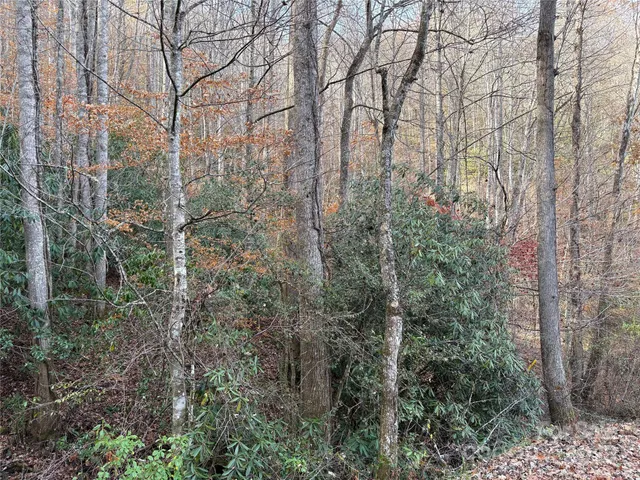 a view of a forest with trees