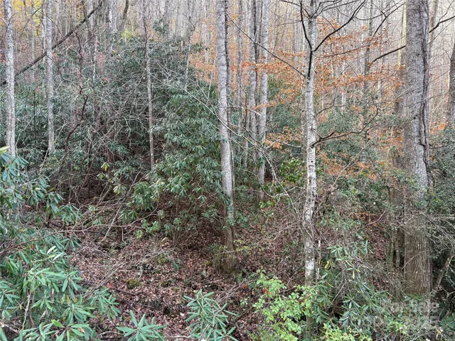 a view of a forest with trees