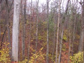 141 Wonder Valley Road Bristol, TN 37620 - Photo 4 of 18 Back yard woods