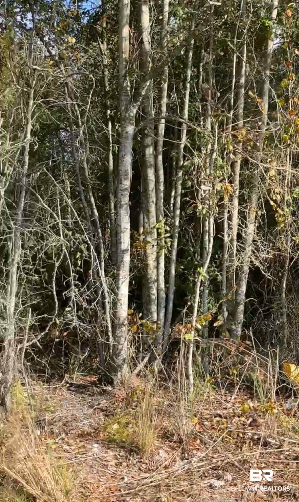 Virginia Drive Atmore, AL 36502 - Photo 4 of 8 View of nature