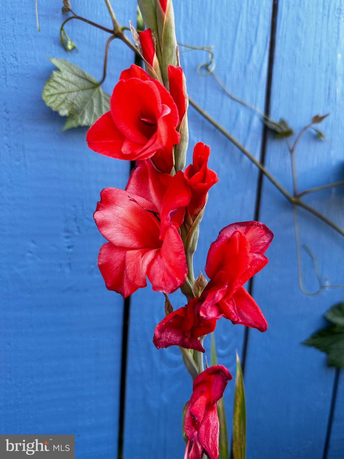 201 Federal Street Milton, DE 19968 - Photo 70 of 78