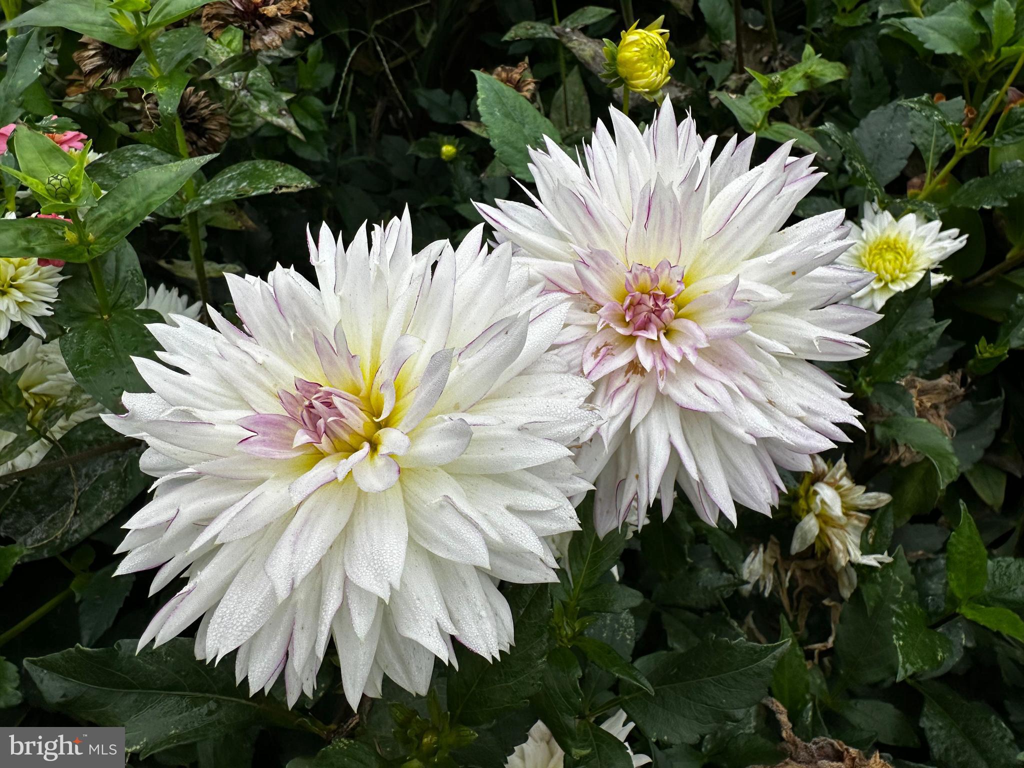 201 Federal Street Milton, DE 19968 - Photo 77 of 78
