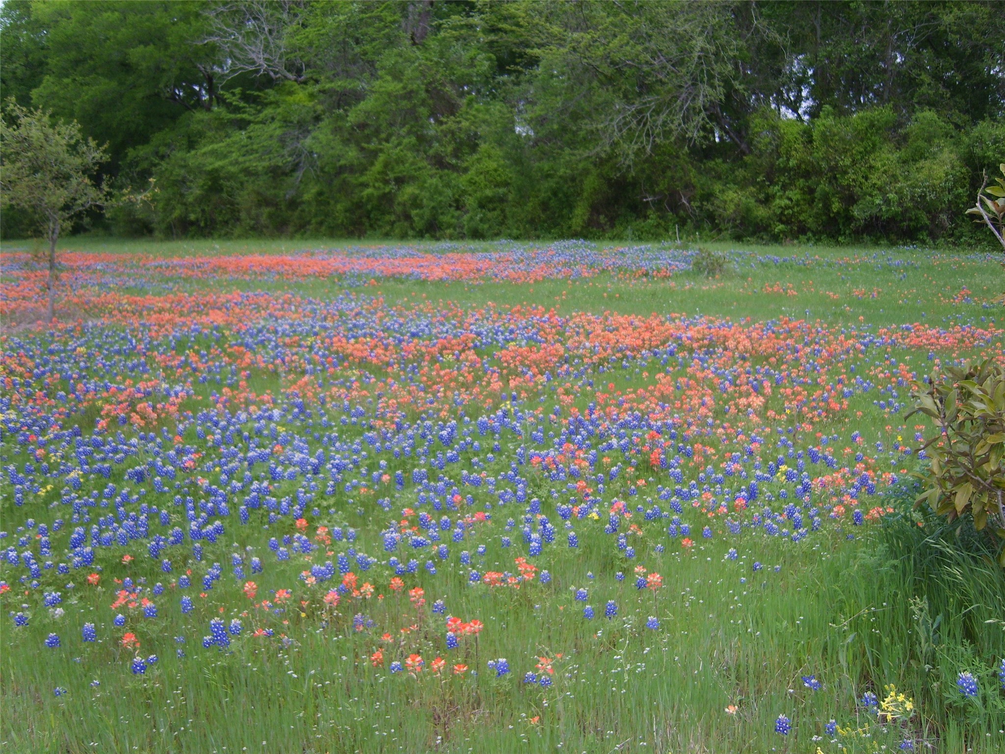 a view of field with flowers in it