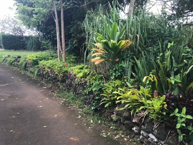 6050 Kapahi Road, Unit B Kapaa, HI 96746 - Photo 26 of 29 a plant view in yard